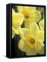 Daffodils, Cache Valley, Utah, USA-Scott T. Smith-Framed Stretched Canvas