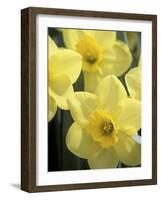 Daffodils, Cache Valley, Utah, USA-Scott T. Smith-Framed Photographic Print