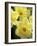 Daffodils, Cache Valley, Utah, USA-Scott T. Smith-Framed Photographic Print