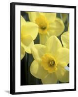 Daffodils, Cache Valley, Utah, USA-Scott T. Smith-Framed Photographic Print