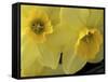 Daffodils, Cache Valley, Utah, USA-Scott T. Smith-Framed Stretched Canvas