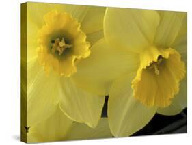 Daffodils, Cache Valley, Utah, USA-Scott T. Smith-Stretched Canvas