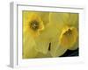 Daffodils, Cache Valley, Utah, USA-Scott T. Smith-Framed Photographic Print