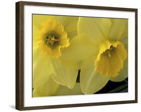 Daffodils, Cache Valley, Utah, USA-Scott T. Smith-Framed Photographic Print