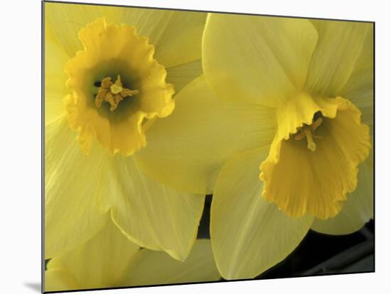 Daffodils, Cache Valley, Utah, USA-Scott T. Smith-Mounted Photographic Print