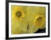 Daffodils, Cache Valley, Utah, USA-Scott T. Smith-Framed Photographic Print