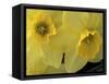 Daffodils, Cache Valley, Utah, USA-Scott T. Smith-Framed Stretched Canvas