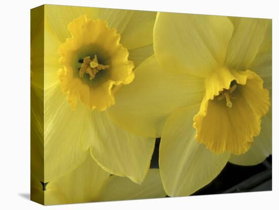 Daffodils, Cache Valley, Utah, USA-Scott T. Smith-Stretched Canvas