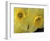 Daffodils, Cache Valley, Utah, USA-Scott T. Smith-Framed Photographic Print