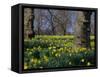 Daffodils Flowering in Spring in Hyde Park, London-Mark Mawson-Framed Stretched Canvas