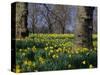 Daffodils Flowering in Spring in Hyde Park, London-Mark Mawson-Stretched Canvas