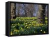 Daffodils Flowering in Spring in Hyde Park, London-Mark Mawson-Framed Stretched Canvas