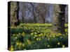 Daffodils Flowering in Spring in Hyde Park, London-Mark Mawson-Stretched Canvas