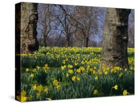 Daffodils Flowering in Spring in Hyde Park, London-Mark Mawson-Stretched Canvas