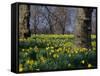 Daffodils Flowering in Spring in Hyde Park, London-Mark Mawson-Framed Stretched Canvas