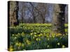 Daffodils Flowering in Spring in Hyde Park, London-Mark Mawson-Stretched Canvas