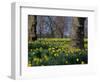 Daffodils Flowering in Spring in Hyde Park, London-Mark Mawson-Framed Photographic Print