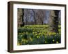 Daffodils Flowering in Spring in Hyde Park, London-Mark Mawson-Framed Photographic Print