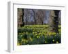 Daffodils Flowering in Spring in Hyde Park, London-Mark Mawson-Framed Photographic Print