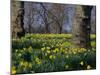 Daffodils Flowering in Spring in Hyde Park, London-Mark Mawson-Mounted Photographic Print