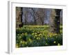 Daffodils Flowering in Spring in Hyde Park, London-Mark Mawson-Framed Photographic Print