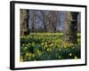 Daffodils Flowering in Spring in Hyde Park, London-Mark Mawson-Framed Photographic Print