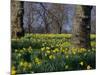 Daffodils Flowering in Spring in Hyde Park, London-Mark Mawson-Mounted Photographic Print