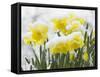 Daffodils Flowers Covered in Snow, Norfolk, UK-Gary Smith-Framed Stretched Canvas