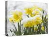 Daffodils Flowers Covered in Snow, Norfolk, UK-Gary Smith-Stretched Canvas