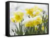 Daffodils Flowers Covered in Snow, Norfolk, UK-Gary Smith-Framed Stretched Canvas