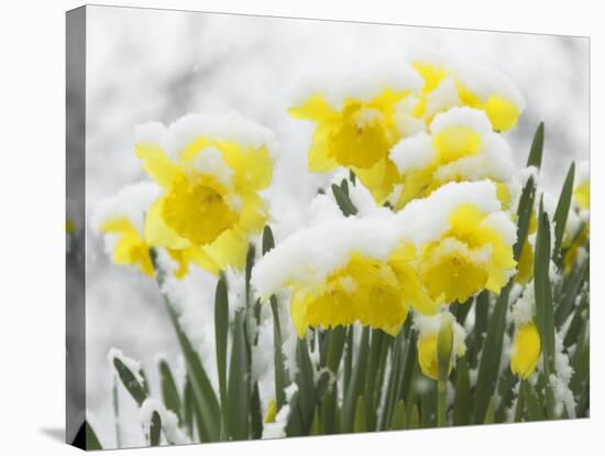 Daffodils Flowers Covered in Snow, Norfolk, UK-Gary Smith-Stretched Canvas