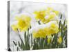 Daffodils Flowers Covered in Snow, Norfolk, UK-Gary Smith-Stretched Canvas