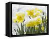 Daffodils Flowers Covered in Snow, Norfolk, UK-Gary Smith-Framed Stretched Canvas