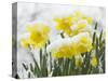 Daffodils Flowers Covered in Snow, Norfolk, UK-Gary Smith-Stretched Canvas