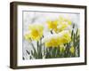 Daffodils Flowers Covered in Snow, Norfolk, UK-Gary Smith-Framed Photographic Print