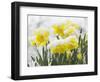 Daffodils Flowers Covered in Snow, Norfolk, UK-Gary Smith-Framed Photographic Print