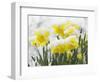 Daffodils Flowers Covered in Snow, Norfolk, UK-Gary Smith-Framed Photographic Print