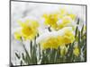 Daffodils Flowers Covered in Snow, Norfolk, UK-Gary Smith-Mounted Photographic Print