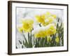 Daffodils Flowers Covered in Snow, Norfolk, UK-Gary Smith-Framed Photographic Print