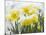 Daffodils Flowers Covered in Snow, Norfolk, UK-Gary Smith-Mounted Photographic Print