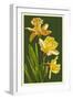 Daffodils - Green Background-Lantern Press-Framed Art Print