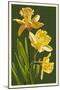 Daffodils - Green Background-Lantern Press-Mounted Art Print