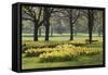 Daffodils, Green Park, London, England, United Kingdom, Europe-Stuart Black-Framed Stretched Canvas