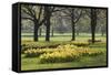 Daffodils, Green Park, London, England, United Kingdom, Europe-Stuart Black-Framed Stretched Canvas