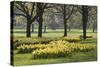 Daffodils, Green Park, London, England, United Kingdom, Europe-Stuart Black-Stretched Canvas