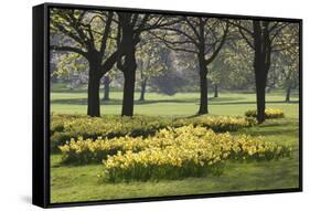 Daffodils, Green Park, London, England, United Kingdom, Europe-Stuart Black-Framed Stretched Canvas