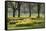 Daffodils, Green Park, London, England, United Kingdom, Europe-Stuart Black-Framed Stretched Canvas