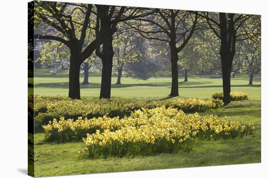 Daffodils, Green Park, London, England, United Kingdom, Europe-Stuart Black-Stretched Canvas