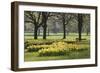 Daffodils, Green Park, London, England, United Kingdom, Europe-Stuart Black-Framed Photographic Print