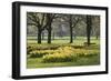 Daffodils, Green Park, London, England, United Kingdom, Europe-Stuart Black-Framed Photographic Print